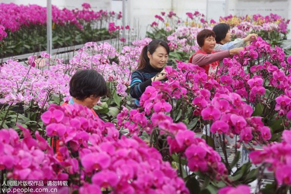 江苏镇江：规模化花卉种植促就业